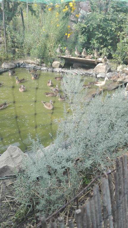 Farm Stay Lackovic Bilje Dış mekan fotoğraf