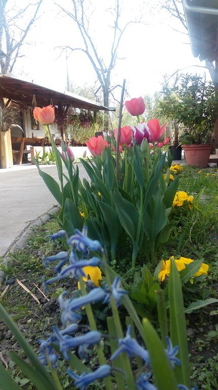 Farm Stay Lackovic Bilje Dış mekan fotoğraf
