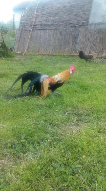 Farm Stay Lackovic Bilje Dış mekan fotoğraf